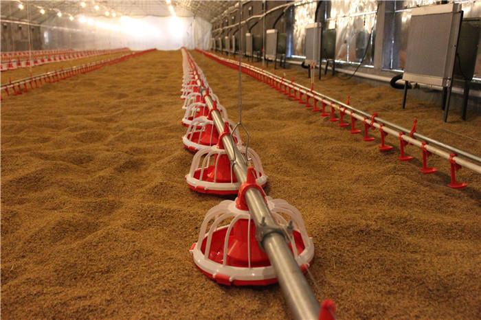 Automatic Pan Feeding Line For Poultry Broiler Farming House